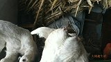 小山羊二宝晚上不睡觉，闲的没事把小小弄受伤了，太坏了