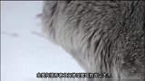 灰狼雪地猎杀野牛，撕扯中被顶飞两次，场面相当惨烈！