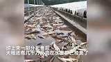 涿州一水产养殖公司损失3000多万，死鱼成堆急需清理，因太臭无人肯干