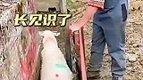 这才是分道羊膘，长见识了