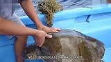 海龟主动向人类求助帮忙，面对剧痛的手术，没有任何反抗