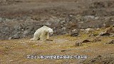 离开北极已久的小北极熊，一看到冰块，立马欢快地打起滚来