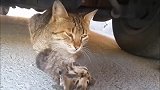 小猫躺在地上一动不动，猫妈妈一直守着不肯离去，好感人