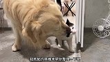 金毛犬帮家里的猫咪清理身体，被嫌弃狗有口臭