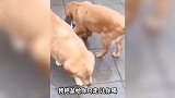 这难道就是人们所说的“增氧机”真是长见识了啊