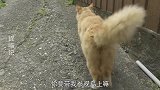 猫咪：你要一直跟着我，不要走丢哦！