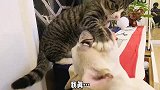 狗你不要过来啊，结尾太搞笑了！