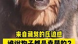 来自藏獒的压迫感，谁说狗子都是蠢萌的
