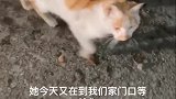 昨天老公喂过它一次，刚我回家又发现它在家门口徘徊，真的没办法