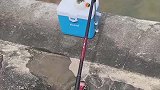 男子钓鱼钓上来河豚，还冲它吐口水