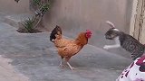 猫咪和母鸡打架，打斗的过程中百招齐出，场面笑的让人肚子疼！