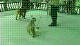 猴子还会翘二郎腿。