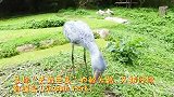 鲸头鹳号称非洲沼泽的隐士，也曾威严无比，如今学会了点头哈腰
