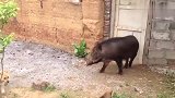 几只小奶狗对着野猪汪汪叫，野猪都懒得理它们，随它们叫
