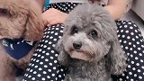 泰迪给主人表演速度，一溜烟的功夫泰迪就跑没了，真逗