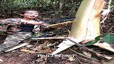 野芭蕉取水，野外求生自救