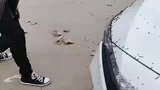 车上趴满苍蝇，男子抓一把直接摔在地上
