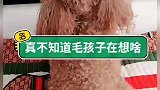 你们家里有这种狗吗