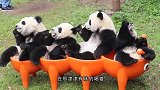 饲养员把大熊猫当白菜晒，其中一只吸引众人目光：生着生着没墨了