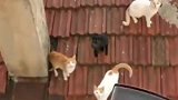 一失足成千古恨，当初喂了一只流浪猫，如今家底都被吃空了！
