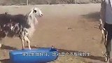羊群不敢过河，主人举起一只就往河里扔，羊：啊啊啊…