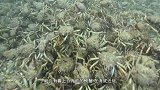 澳洲数百万只螃蟹海底迁徙，集体脱下外壳，去向至今是谜