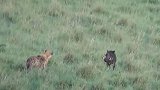 鬣狗还没有靠近疣猪，就被发现了，鬣狗可不轻易上！