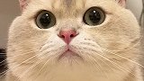 他不会真的要生了吧……猫 萌宠 动物图鉴 动物故事创编 剧情 剧情反转