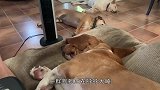 如何叫醒一只熟睡的狗，主人用食物引诱，狗狗的反应太搞笑