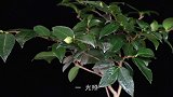养茶花，三个简单的技巧是它生长开花的“关键”