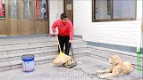 金毛倒垃圾时捡回个钱包，回家就呼喊这让小虎买肉吃，可真嘴馋