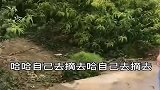 河北网友：这淋的是正常的水吗还是黑心商贩桃子淋水不就坏了