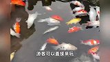 重庆观音桥投放新鱼苗，此前锦鲤遭投毒大量死亡，公园：水已排净换新