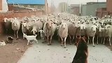 中华田园犬看似稳如泰山，实则心里发慌