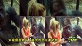 现实版美女与野兽！美女和大猩猩肩并肩玩手机