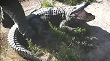 “死侍”阻止了鳄鱼自相残杀 最疯狂的动物营救