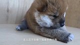 狗妈妈不小心把小狗弄疼了，小奶狗表示很生气，后果很严重