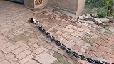 吓我一跳萌宠出道练习生