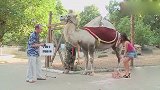 国外恶搞，路人骑骆驼拍照，不料骆驼拉了一坨粑粑，路人反应真实