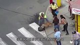 吉娃娃碰到美国斗牛犬，以为斗牛犬大获全胜，结果吉娃娃更凶