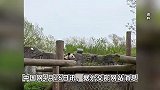 旅美大熊猫“丫丫”当地时间26日上午启程回国