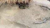 土拨鼠们聚堆乘凉，唯有一只土拨鼠例外不愿加入