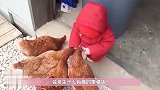 宝宝被一群小鸡当成老大跟随，场面特威风，下一幕宝宝却哭了