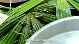 大胆的美食，寻找并捕获烹饪野生蜘蛛，味道一绝