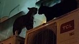 猫：来啊，拉出去午门候斩......喵