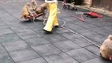 猴子娶媳妇了。