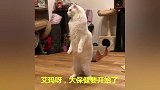 猫听说要洗澡兴奋的站起来，洗澡的时候好乖