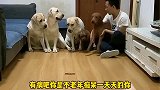 小迷糊年轻气盛，跟主人叫板，老四都看呆了