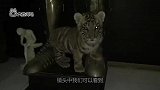 猫咪和老虎成了死党，画风也是甜
