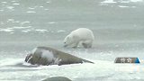 北极熊：北极狐跟在北极熊后面捕猎，被北极熊给吓跑
